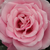 Roz - Trandafir pentru straturi Floribunda - Milrose